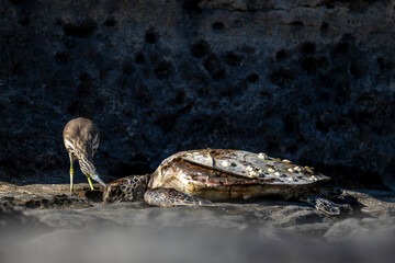 Indian Pond Heron by a Sea Turtle, Highlighting Ocean Pollution and Ghost Fishing Gear in Oman