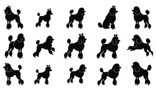 Set of diverse poodle silhouettes in various poses, dog breed vector icons Vector