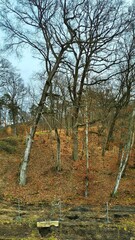 Widok na drzewa w lesie 