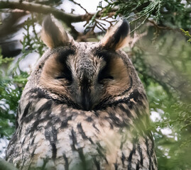 long-eared owl