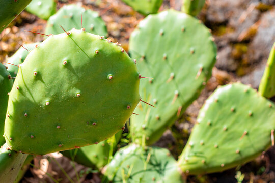 Prickly pear cactus (Opuntia) spine spikes on cladode pads closeup