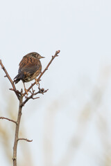 Dunnock (Prunella modularis) common in European gardens and hedgerows