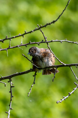 Dunnock (Prunella modularis) common in European gardens and hedgerows