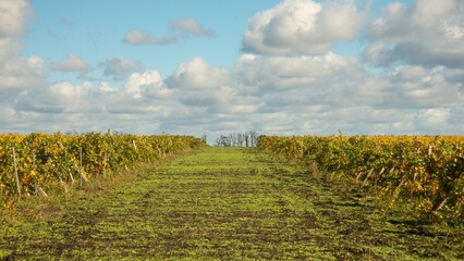 Autumn vineyard field - yellow and yellow-green leaves on a sunny November day