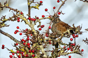 Dunnock (Prunella modularis) common in European gardens and hedgerows