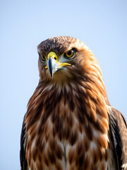 Majestic hawk gazes intensely, focused wild bird portrait