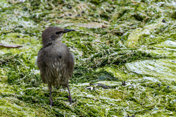 Juvenile starling (Sturnus vulgaris) common in European urban areas and gardens