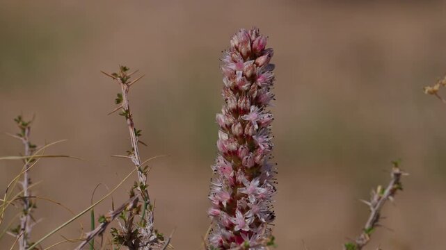 Desert hyacinth (Cistanche), closeup