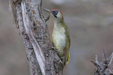 Green woodpecker (Picus viridis)