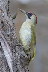 Green woodpecker (Picus viridis)