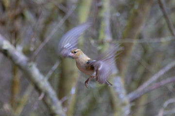 Chaffinch caught in flight with motion blur on its wings.