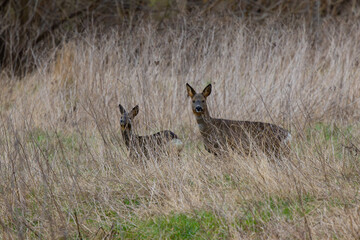 Two Roe Deer hiding in woodland during winter, County Durham, England, UK.