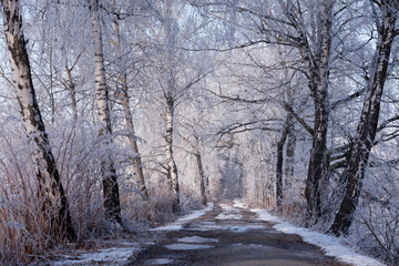 Frosty winter dawn over ponds among white frosted trees, natural wallpaper or background with a nature motif