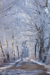 Frosty winter dawn over ponds among white frosted trees, natural wallpaper or background with a nature motif