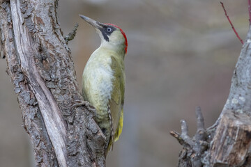 Green woodpecker (Picus viridis)