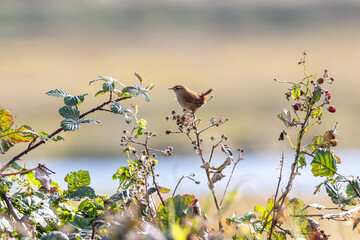 Wren (Troglodytes troglodytes) common in European gardens hedges and woodland