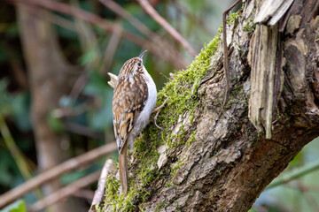 Treecreeper (Certhia familiaris) found in European woodlands climbing tree trunks