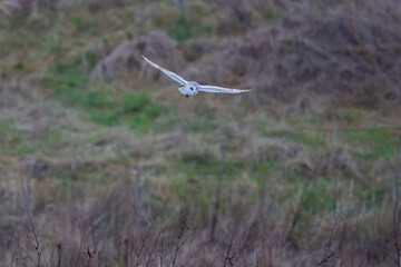 Barn Owl flying low and  hunting for prey, County Durham, UK.