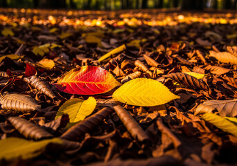 autumn leaves on the ground