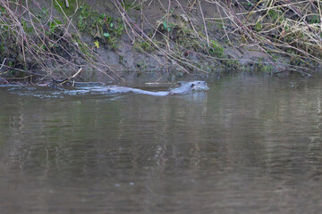 Adult Otter swimming in a river, County Durham, England.