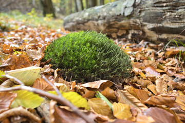 Moss in autumn forest