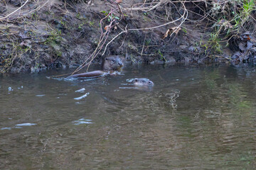 Pair of Otters in a River in England, UK.
