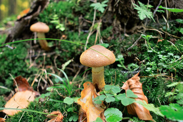 mushrooms growing in forest