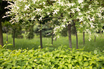 Variegated Willow Tree in a Green Park