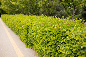 Lush Green Hedge along a Paved Sidewalk