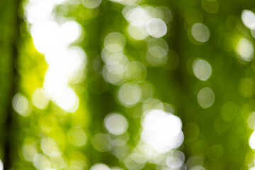 Abstract Green Nature Bokeh Background