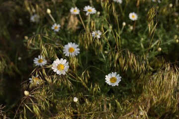 Wild Daisies and Grasses in a Sunny Meadow