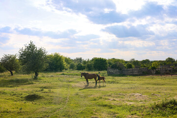 Mare and foal in a green pasture