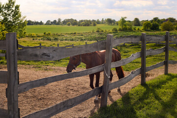 Brown horse behind wooden fence in rural landscape