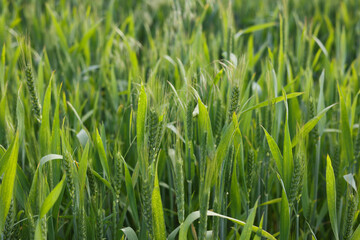 Young Green Wheat Growing in a Field