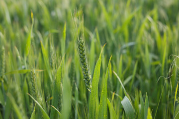 Close up of Green Wheat Ear in a Field