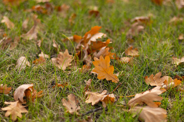 Fallen Autumn Oak Leaves on Green Grass