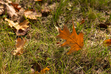 Autumn Oak Leaf on Green Grass