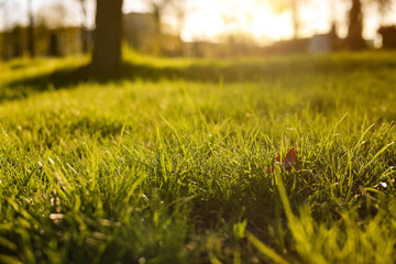Golden Light on Green Grass at Sunset