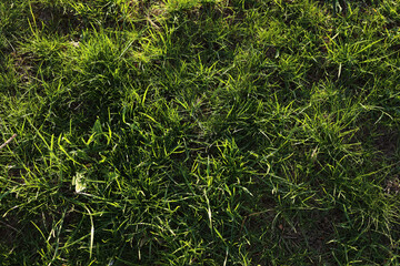 Lush Green Grass Texture in Sunlight