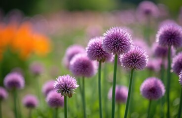 Allium Giganteum blossoms. Purple flowers bloom on green grass field. Floral scene presents meadow with giant onions in garden. Spring blossom and blooming herb plant, nature background.