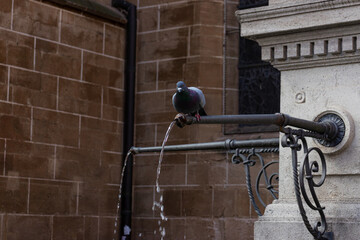 Naklejka premium Rock pigeon (Rock dove) with bright colorful neck drinking from water fountain stream spout