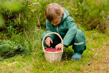 Toddler boy sitting in beautiful autumn forest with basket full of cranberries, sorting berries and developing fine motor skills while harvesting.