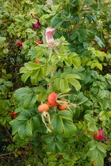 A vibrant rose bush showcases its bright orange hips, complemented by fading pink petals and lush green foliage in its natural setting.