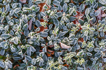 The surface is made of green plants covered with white frost. The first frosts
