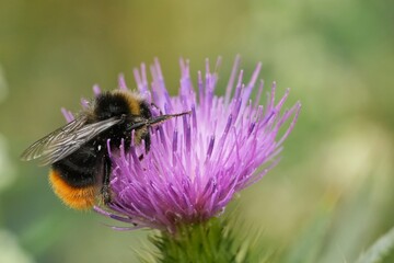 Closeup on a beneficial insect Red-tailed bumblebee , Bombus lapdiarius on a purple thistle flower