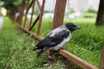Crow perches peacefully, Bird sitting calmly on metallic barrier