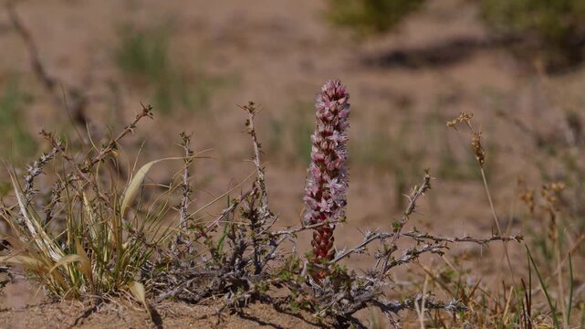Desert hyacinth (Cistanche)