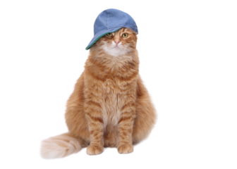 PNG studio portrait of a fluffy ginger cat wearing a denim cap, isolated on a clean white background with wide copy space — perfect for marketing, social media, advertising, playful pet concepts.