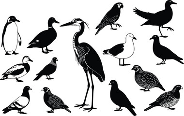 Set of Bird Vector Illustrations Including Penguin, Duck, Heron, Quail, Pigeon, and Seagull in Silhouette and Line Art Style for Nature Design