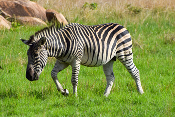 A zebra in a nature reserve in Africa